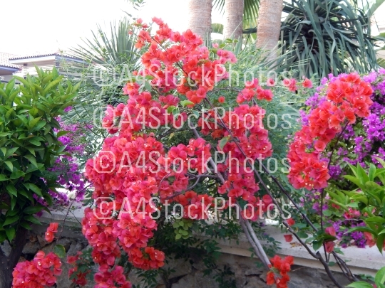 Plants and flowers in the garden of the city of Fethiye in Turke