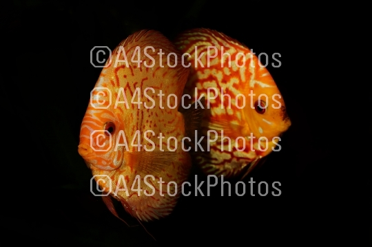 Portrait of aquarium discus fishes fish (Symphysodon) on black backround