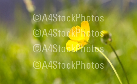 Prairie grass waterside - Selective focus on a yellow flower