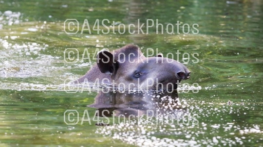 Profile portrait of south American tapir in the water