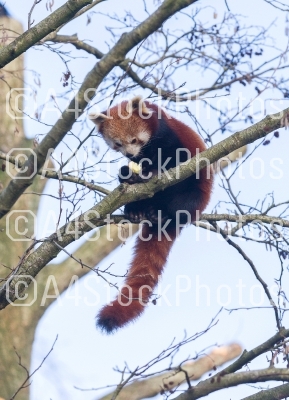 Red panda eating a apple