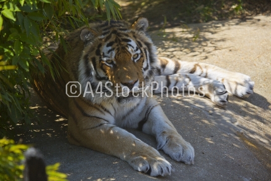 Resting tiger