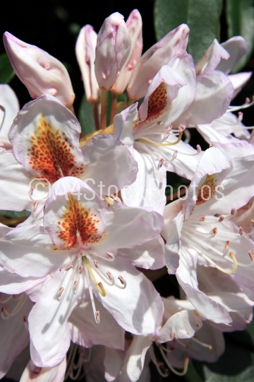 Rhododendron (White)