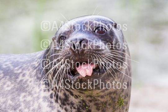 Sea lion closeup