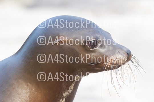 Sea lion closeup