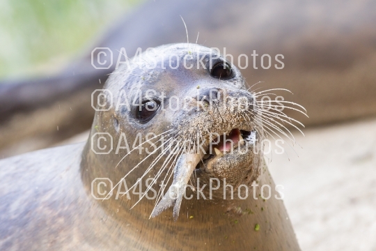 Sea lion closeup, eating fish
