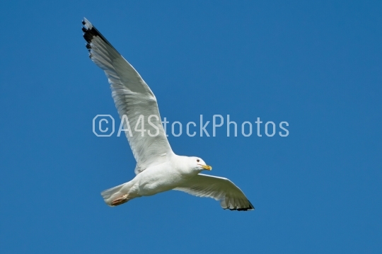Seagull in flight 