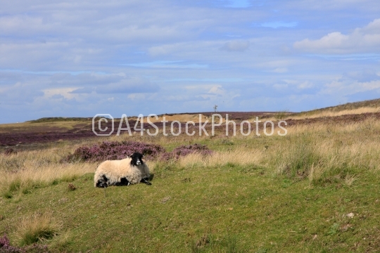 Sheep on North York Moors