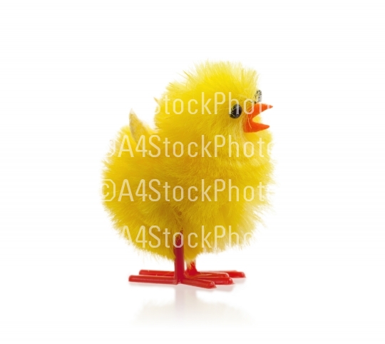 Single easter chick, isolated