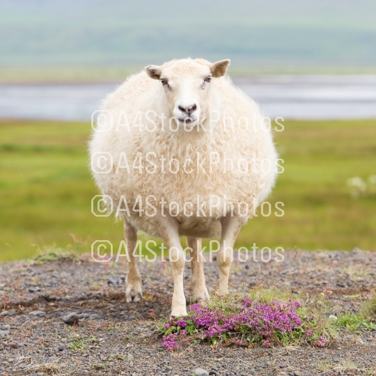 Single Icelandic sheep