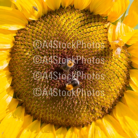 Single sunflower blooming
