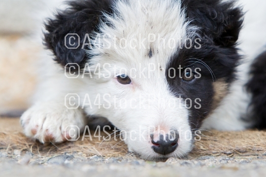 Small Border Collie puppy on a farm,resting