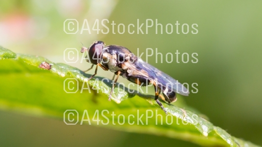 Small fly resting
