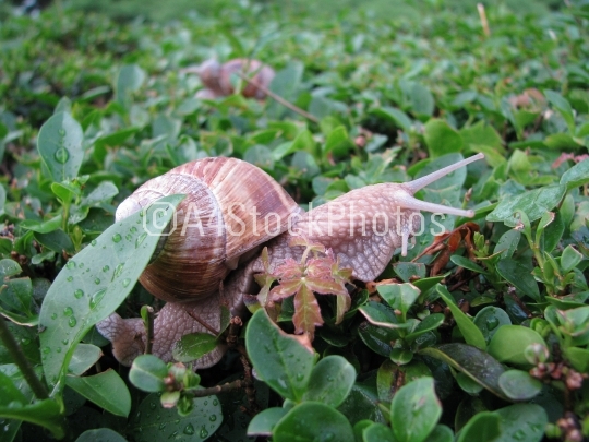 Snail after rain