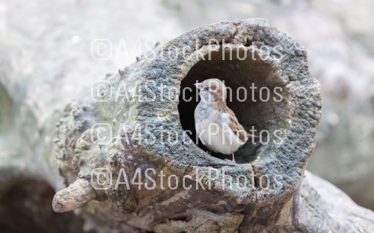 Sparrow in a hollow tree