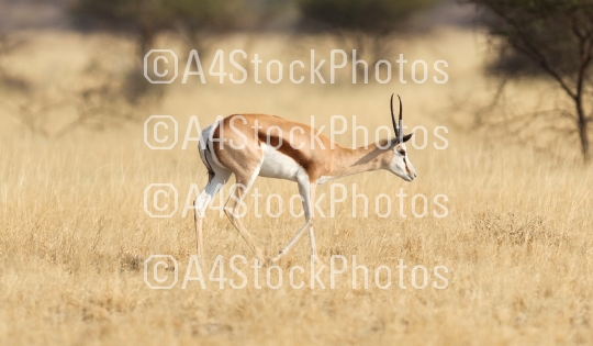 Springbok antelope (Antidorcas marsupialis) in it
