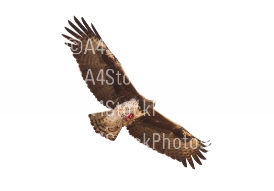 Steppe eagle flying with it