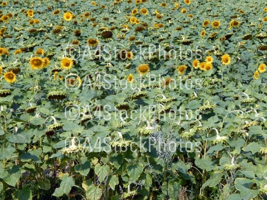 Sunflower growing on the field crop