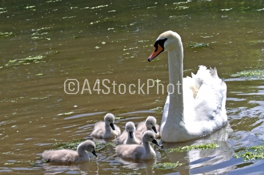 Swan and Chicks