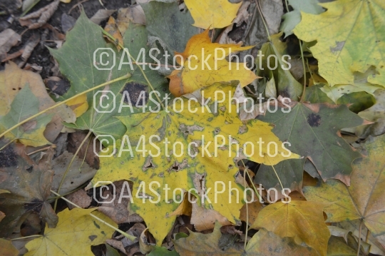 Texture of autumn leaves of different colors closeup