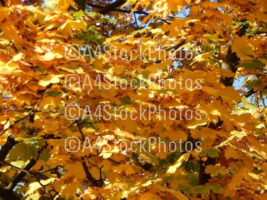 Texture of the autumn foliage of trees