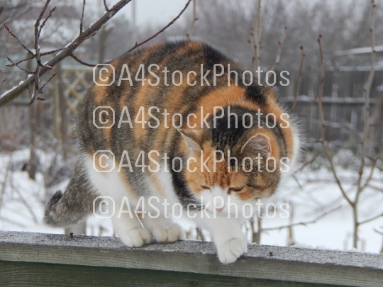 The cat crawls on the fence in winter