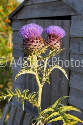 Thistles by the garden shed