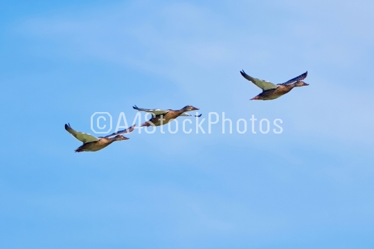 Three ducks in flight 
