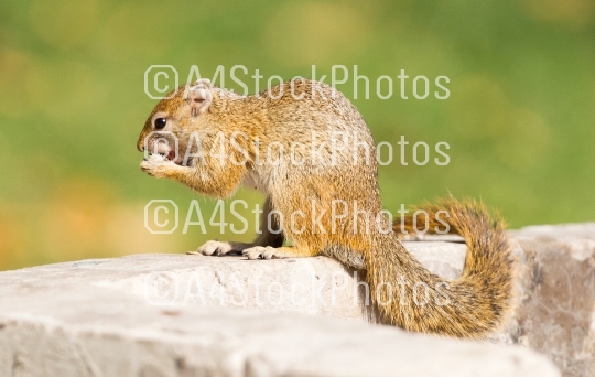 Tree squirrel (Paraxerus cepapi) eating leftover bread