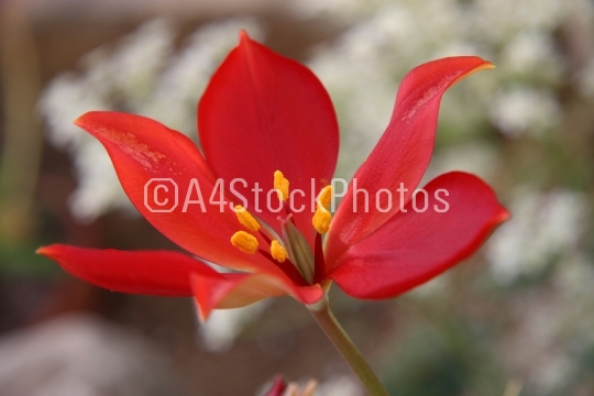 Tulip Alpine Red (Tulipa spregeri)
