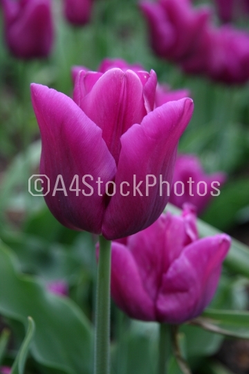Tulipa (Blue Amabile)