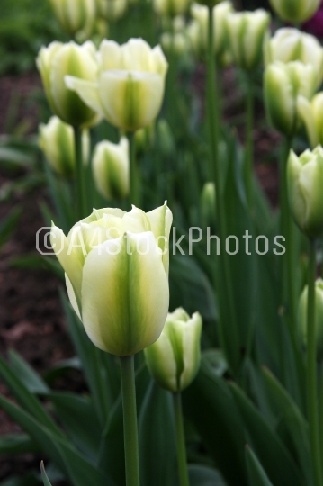 Tulipa (Spring Green) 