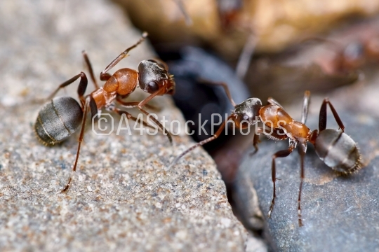 Two ants outside in the garden 