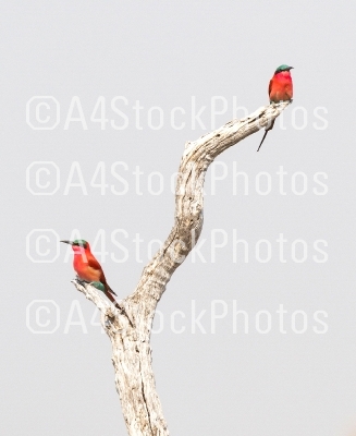 Two Carmine Bee eaters perched on a branch