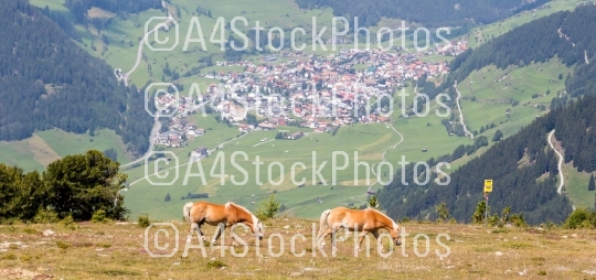 Two horses graze on pasture