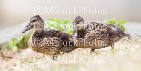 Two juvenile mallard ducks standing in the grass