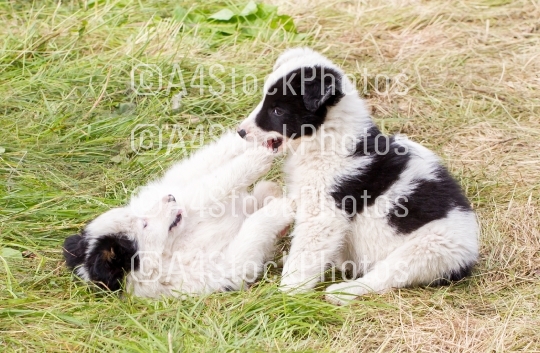 Two playful Border Collie puppies