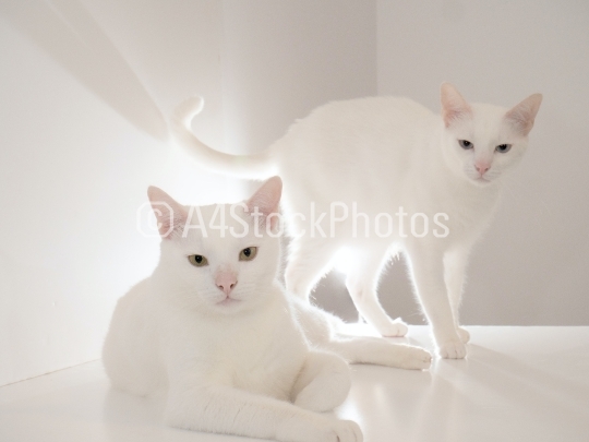 Two white cats in the light