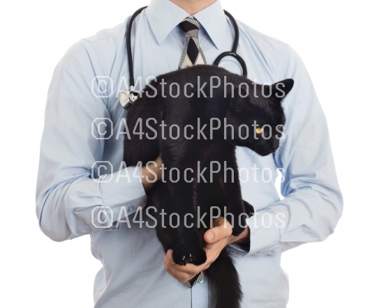 Veterinarian holds a black cat for examination
