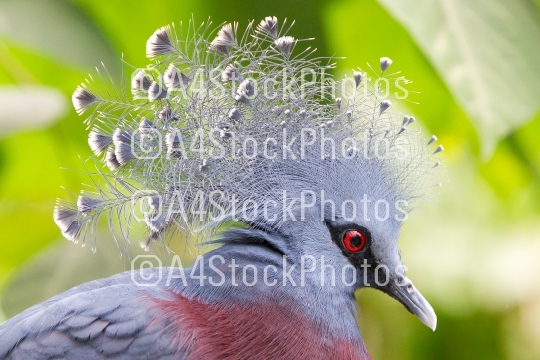 Victoria Crowned bird (Goura victoria)