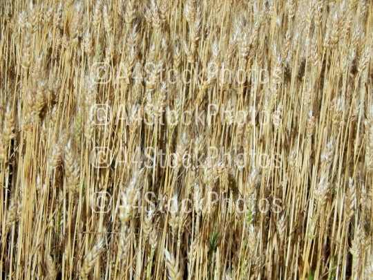 Wheat field texture of hay