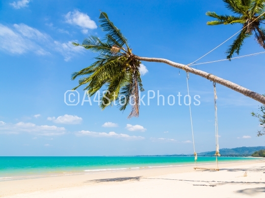 White sand beach and palm tree