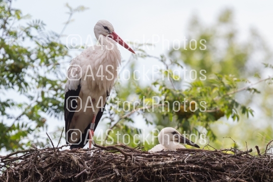 White stork sitting on a nest