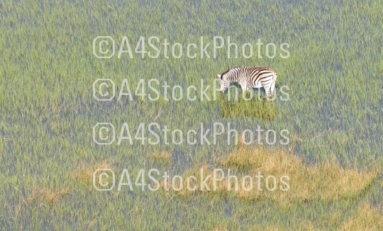 Wild African zebra in the Okavango delta - Botswana