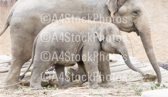 Young asian elephant (Elephas maximus)