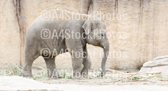 Young asian elephant (Elephas maximus)