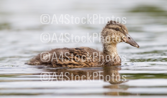 Young mallard duck, juvenile