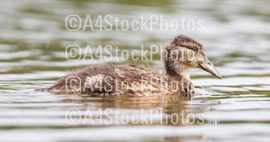 Young mallard duck, juvenile
