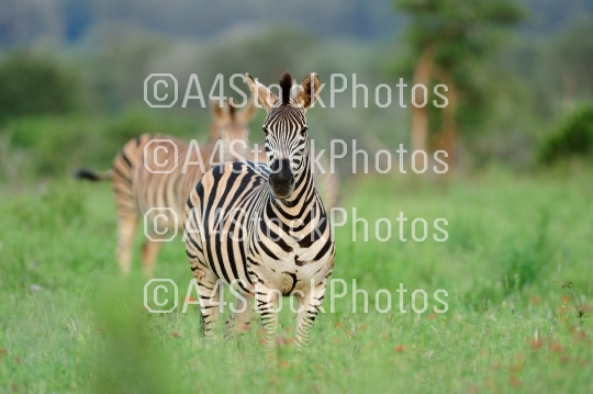 Zebra foal in the wilderness