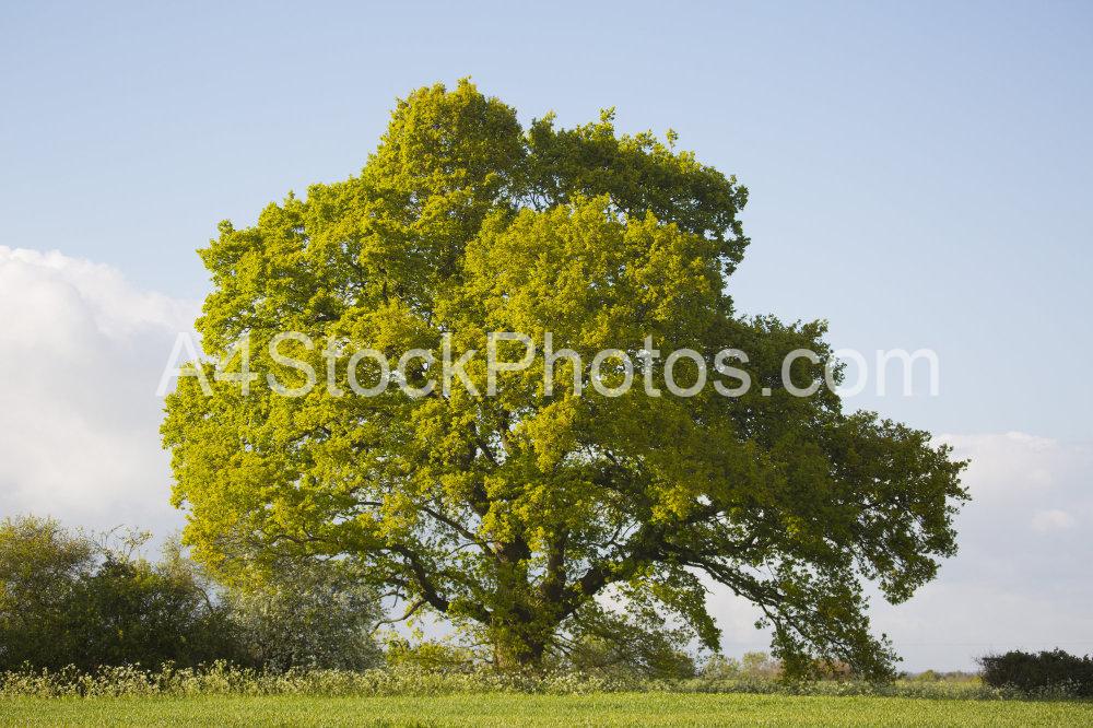 A magnificent english oak tree in early summer